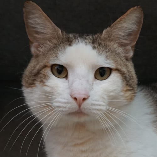 Gorgeous adult cats looking for their forever home