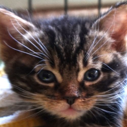 Kittens 6-10 weeks looking for loving homes