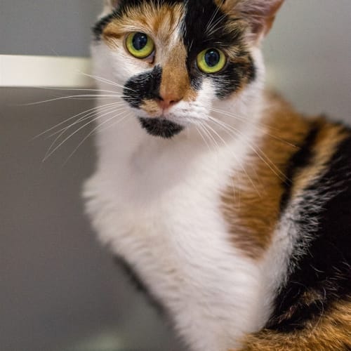 Hazel