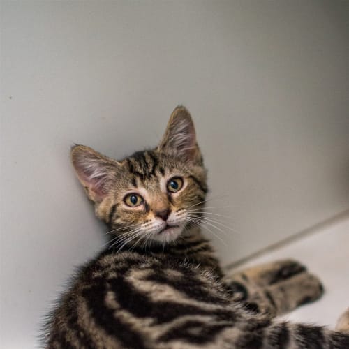 Milo