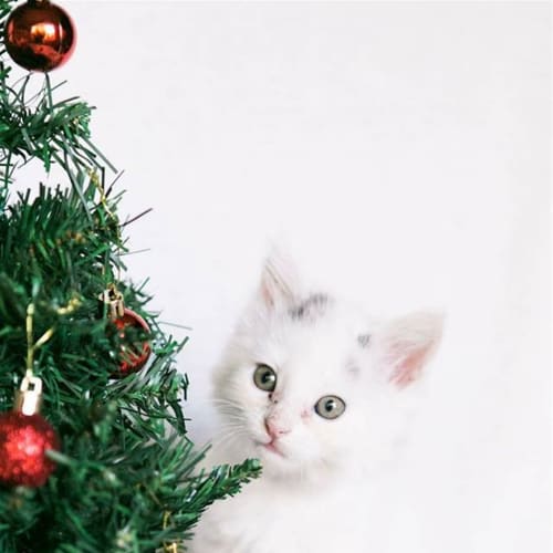 Snowball