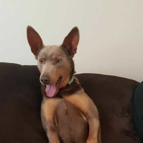 Hunter **Adopted**
