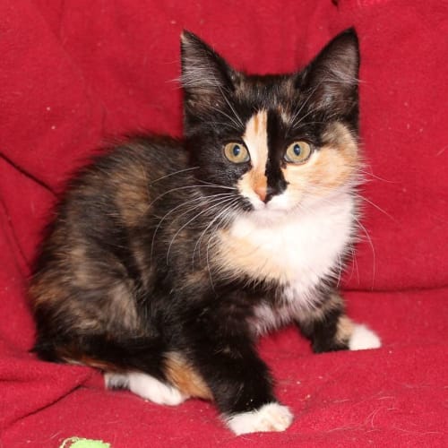 Nicolette **2nd Chance Cat Rescue**
