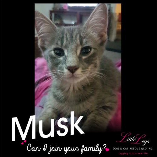 Musk