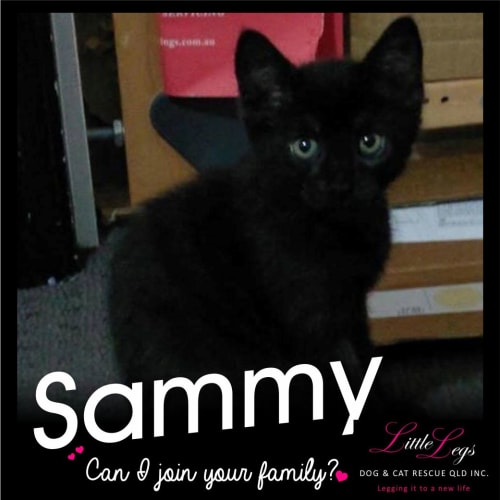 Sammy