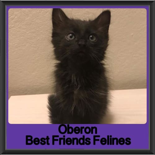 Oberon 