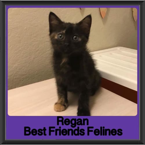 Regan 