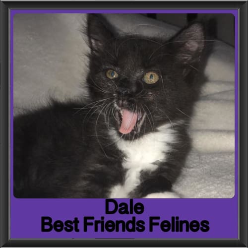 Dale