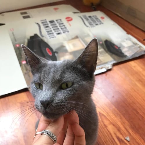 Sophie