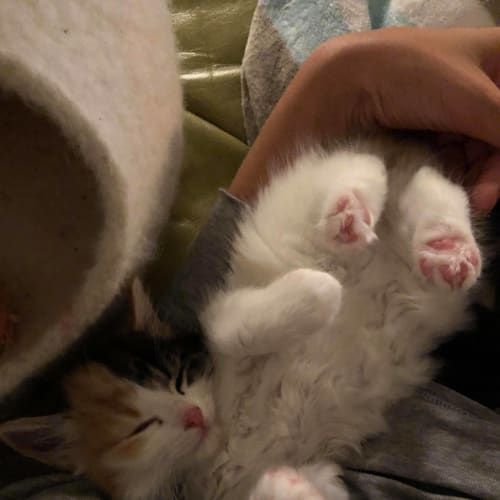 Rory