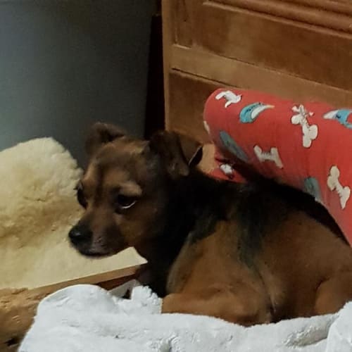 Mary-Anne (adoption pending)