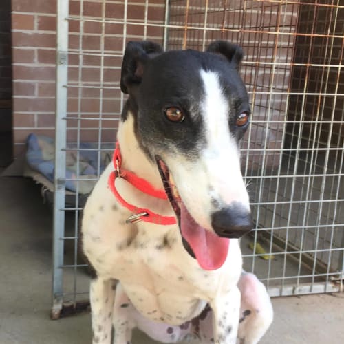 Bella (On Trial 23 Dec)