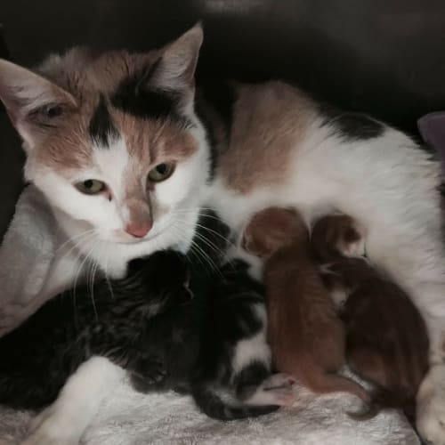 Arabelah **2nd Chance Cat Rescue**