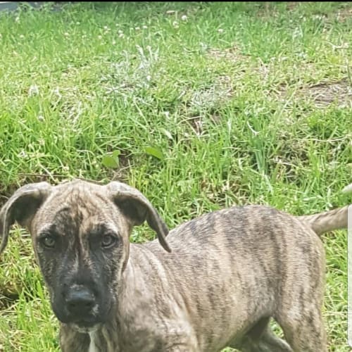 Benji
