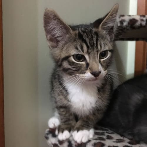 Kestrel **2nd Chance Cat Rescue**
