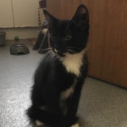 Puffin **2nd Chance Cat Rescue**