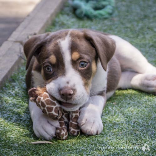 Puppies!