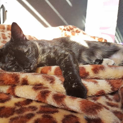 Tortie Puss