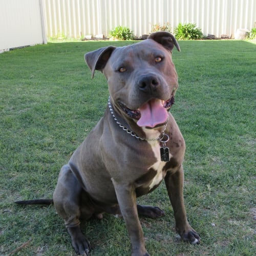 Jax *On Trial in His New Home*