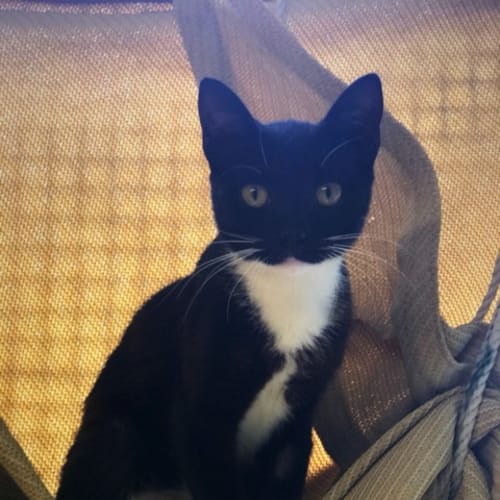 Domino 