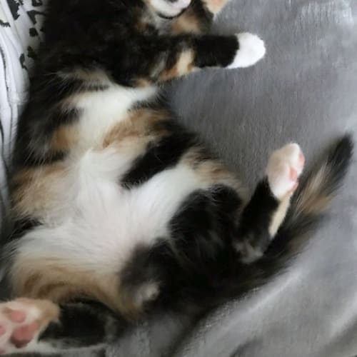 Lola