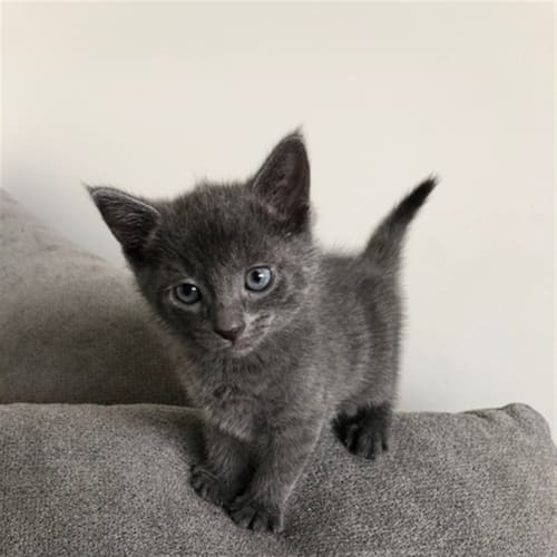 Dusty Meowtin