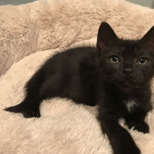 Licorice
