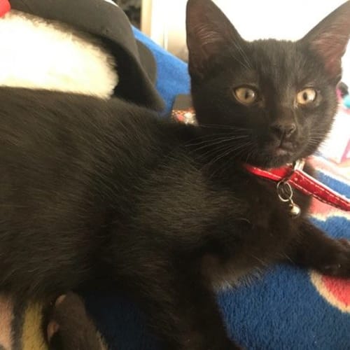 Ebony