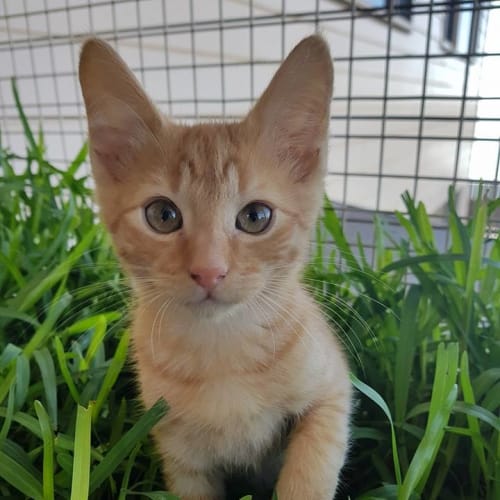 Leo