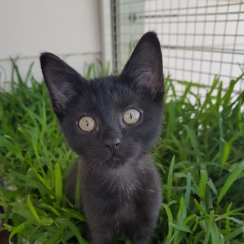 Sooty