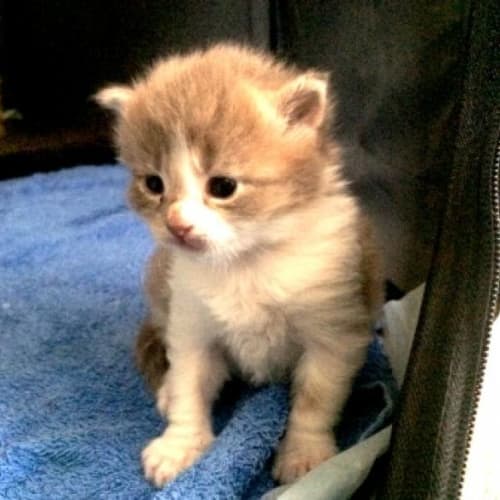 Purrsia