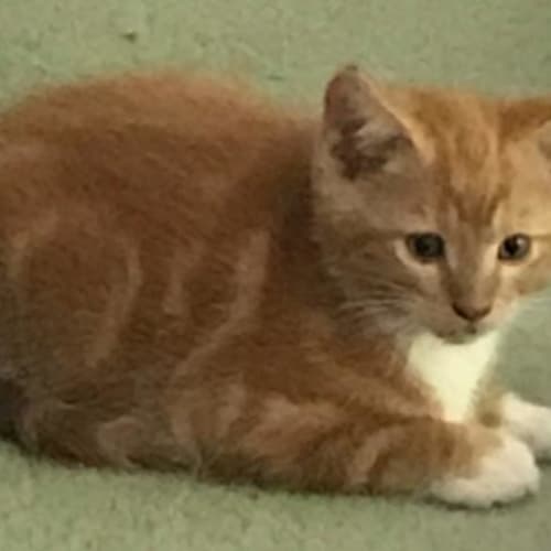 Rufus