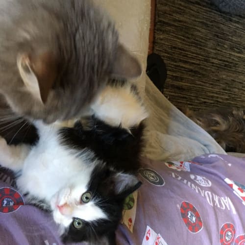 Colin **2nd Chance Cat Rescue**