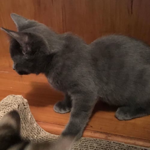 Dove **2nd Chance Cat Rescue**