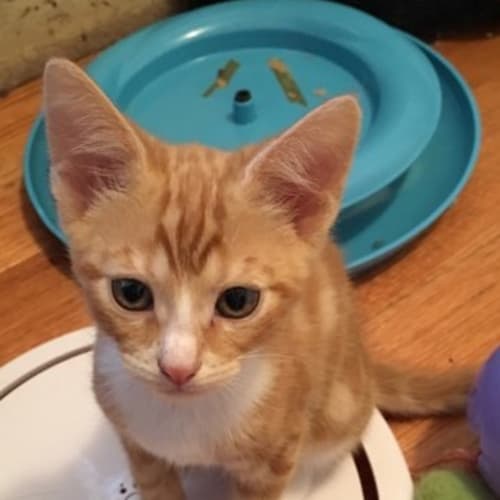Finch **2nd Chance Cat Rescue**