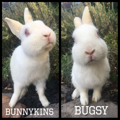 Bugsy & Bunnykins 