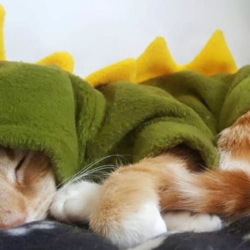 Ginger