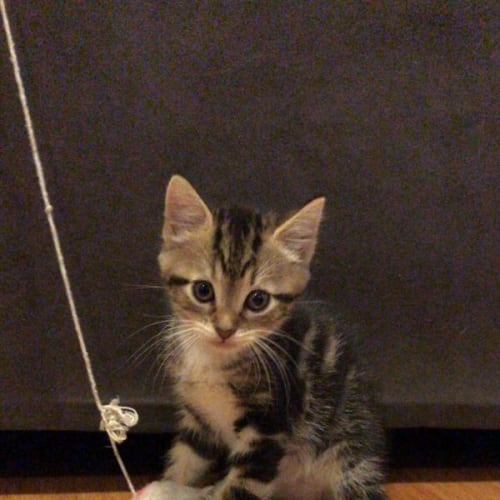Marley