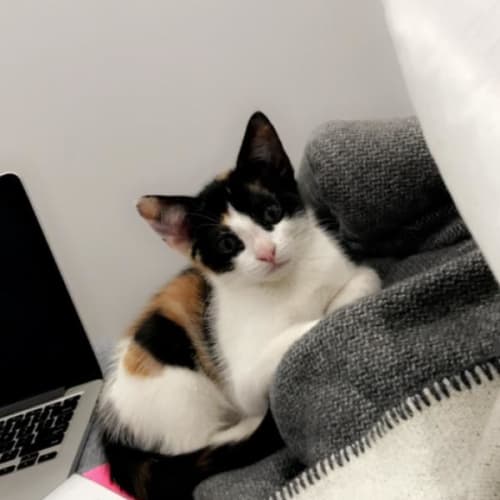 Cleopatra