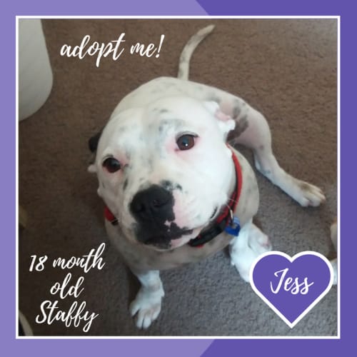 Jess ~ Staffy (on trial 19/12/2017)