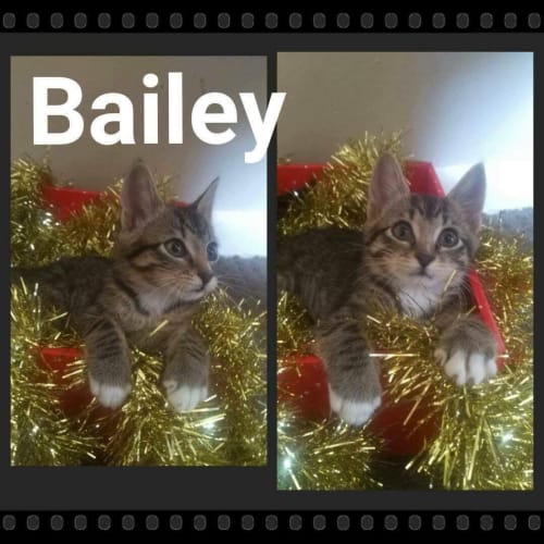Bailey 