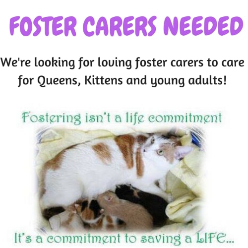 We are looking for foster carers!