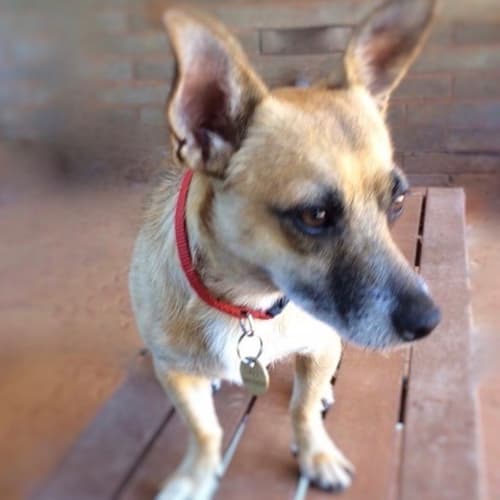 Petey  D3739 