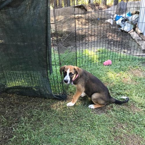 Tilly *Adoption Pending*