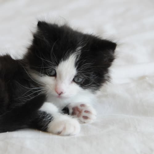 Aramis the itty bitty tuxedo kitten