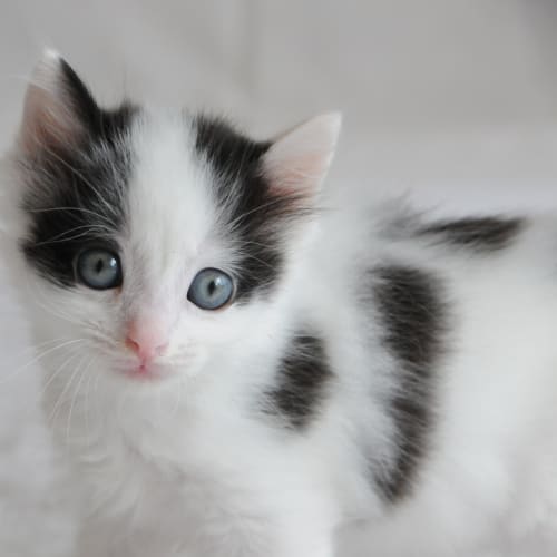 Athos the plump spotty kitten