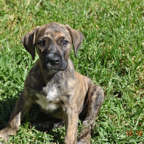 Great Dane X pups