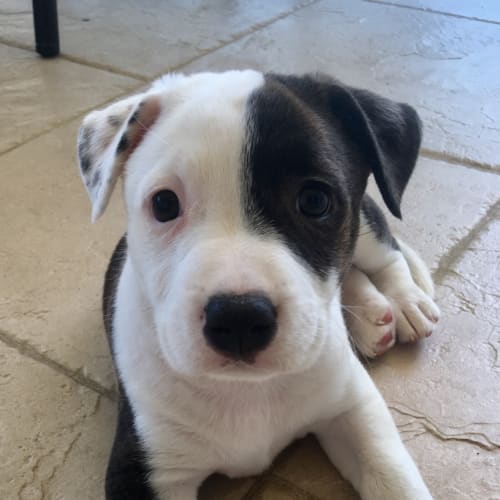 Bridget our pretty puppy 