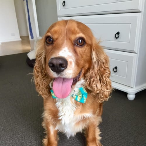 Harvey