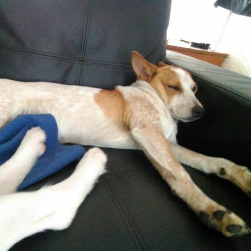 Bubbles ~ Cattle Dog x Beagle